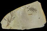 Metasequoia (Dawn Redwood) Fossils - Montana #85784-1